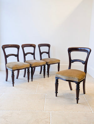 Victorian mahogany dining chairs with open backs and carved scrolled inner rails over gold upholstered seats raised on turned fluted front legs.