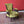 Load image into Gallery viewer, Antique Victorian Green Upholstered Mahogany Easy Chair / Cocktail Chair
